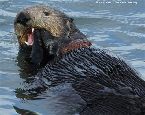 The Diet of a Sea Otter: What Sea Otters Eat and Why It Matters.